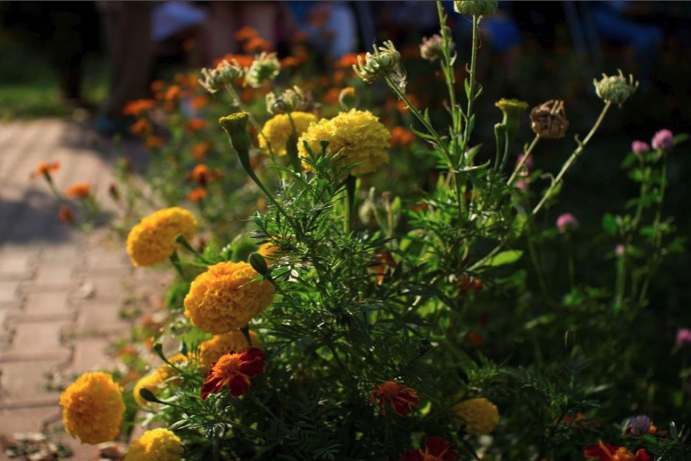 Пансионат для пожилых "Ника" Домодедово  фото 2