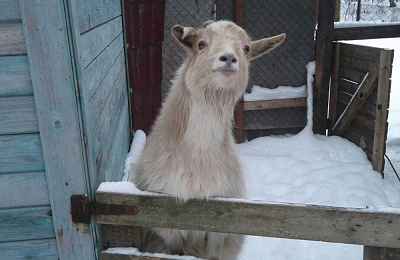 Пансионат для пожилых "Добро" Ногинск