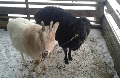 Пансионат для пожилых "Добро" Ногинск