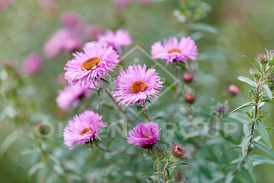 Пансионат для пожилых "Olden group" Абрамцево