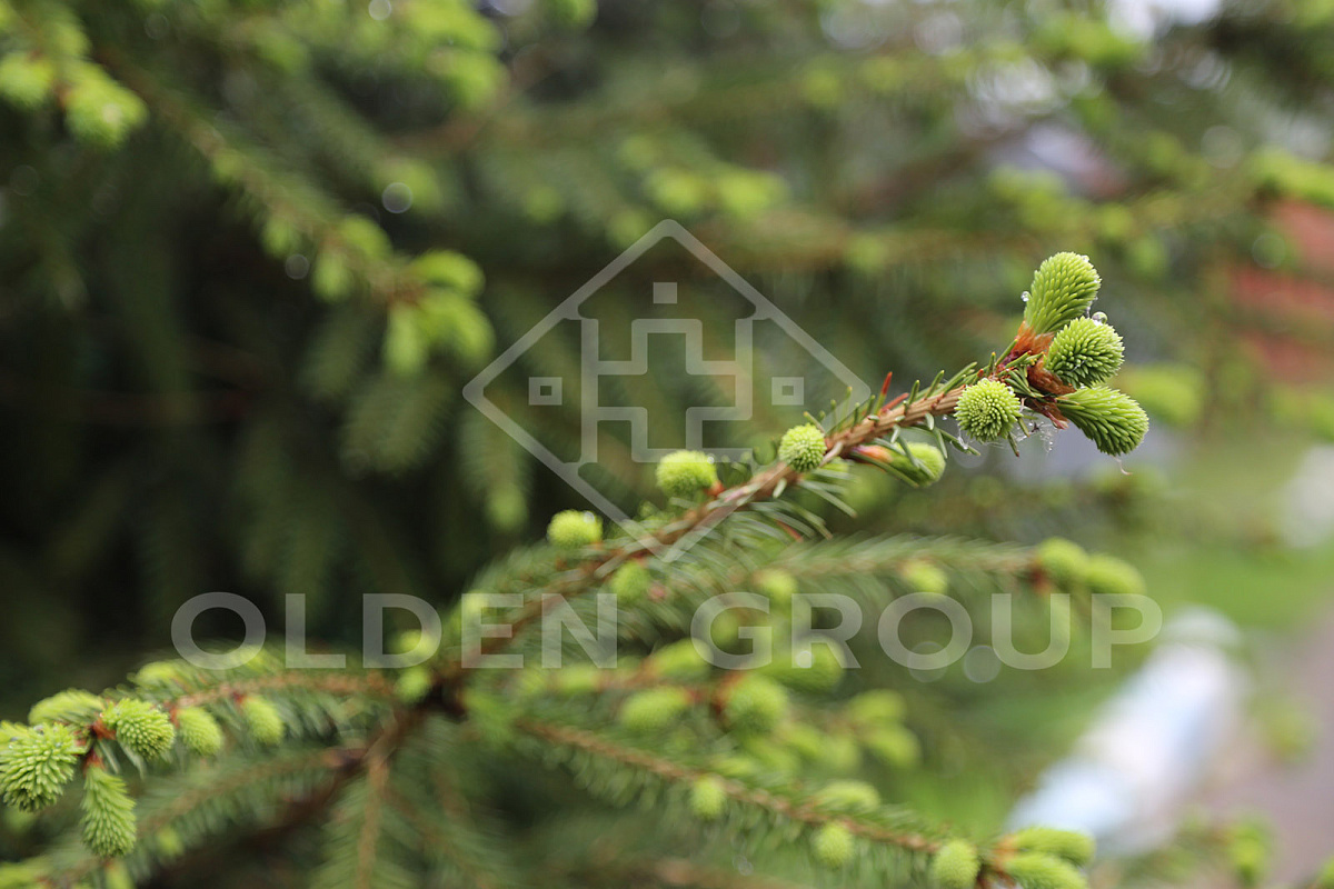 Пансионат для пожилых "Olden group" Милорадово фото 2