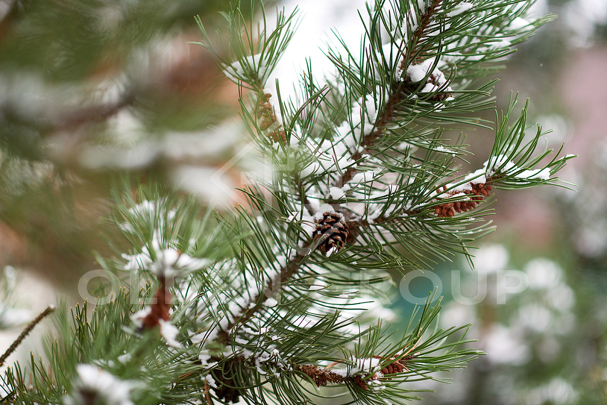 Пансионат для пожилых "Olden group" в Юрлово фото 4