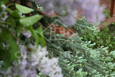 Пансионат для пожилых "Olden Group" Вишняковский